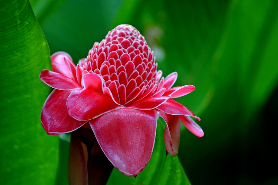 Red Torch Ginger | Shutterbug